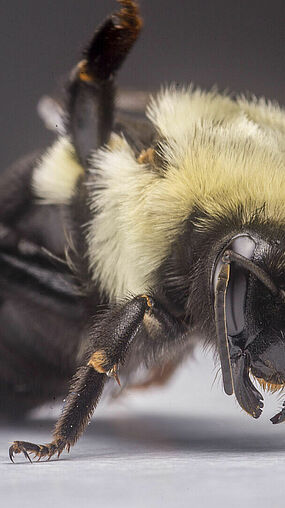 Bombus impatiens 