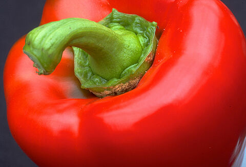 Trips: una pequeña plaga con grandes consecuencias