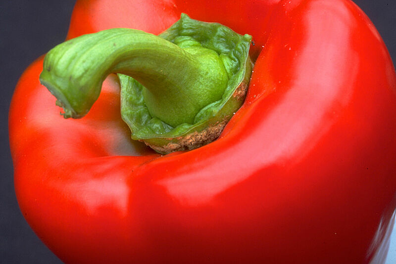 Pimiento_ART.jpg