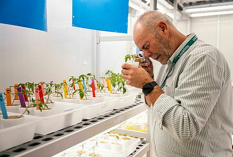 Transformando la protección de cultivos: el auge de los ácaros depredadores