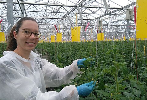 Nematodos solución establecida para Nesidiocoris en Francia