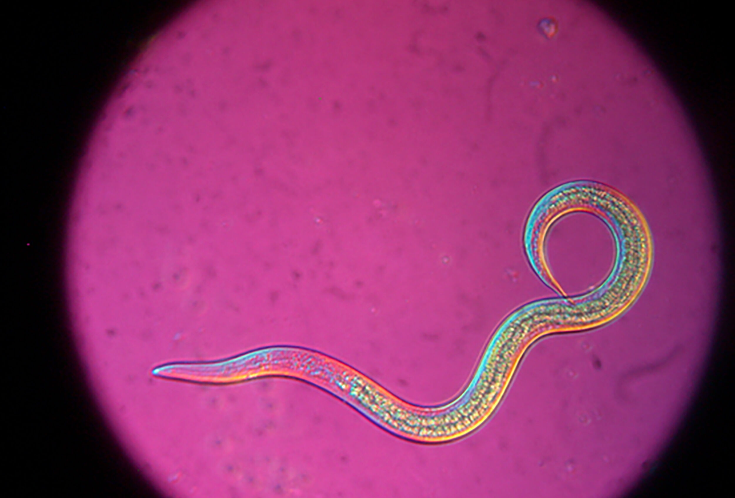 Nematodos: 10 reglas de oro para su aplicación