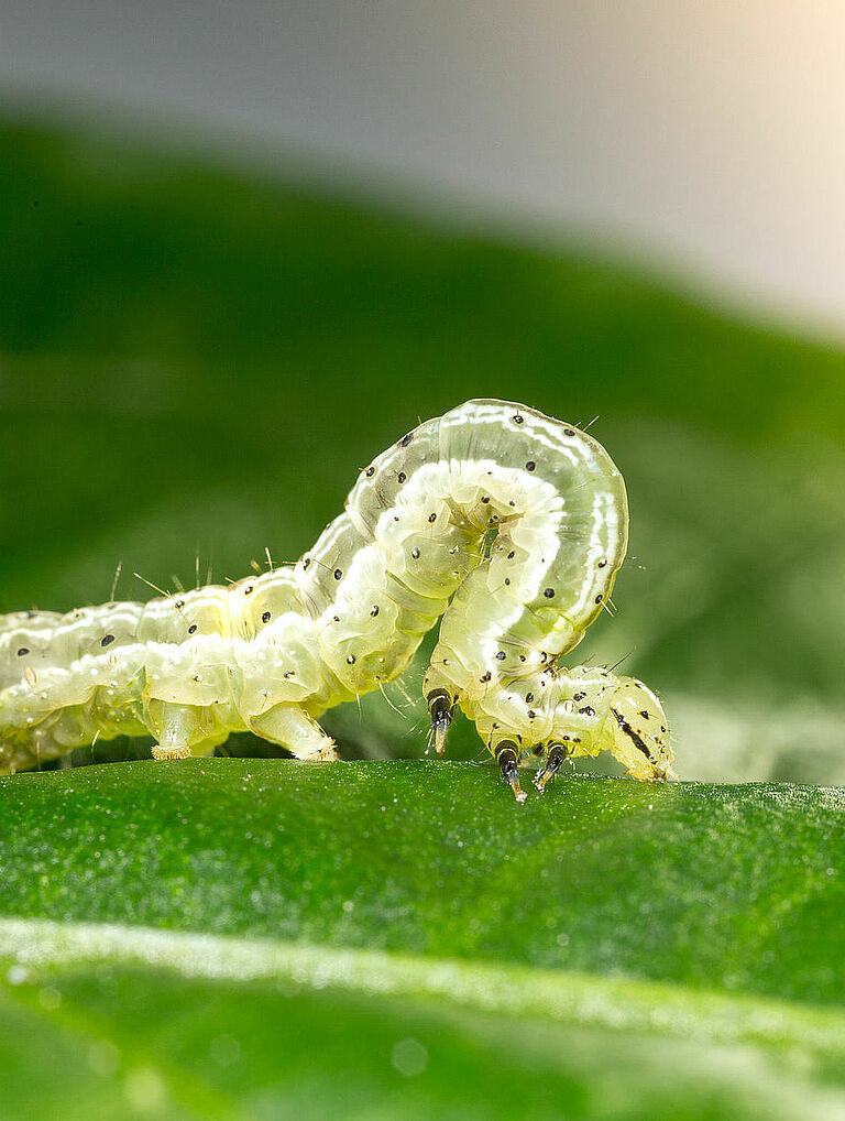 Golden twin-spot moth Chrysodeixis chalcites Larva