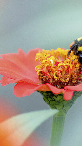 Bombus terrestris polinizando 