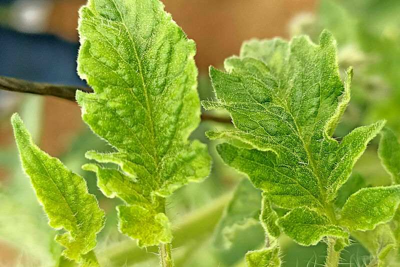 Daños del virus rugoso en hoja