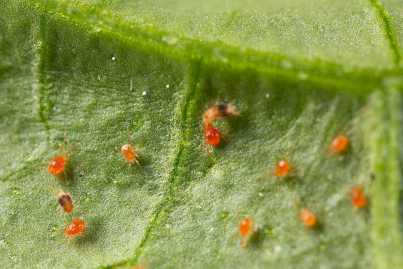 Phytoseiulus persimilis depredando a la araña roja