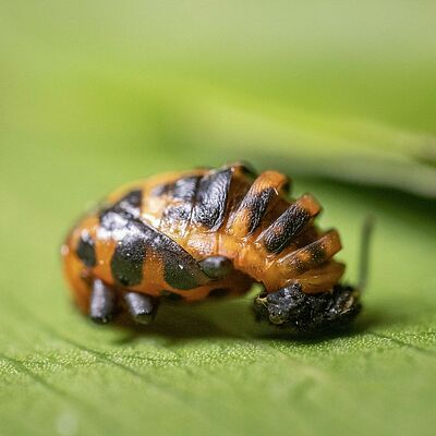 Pupa de Coleomegilla maculata