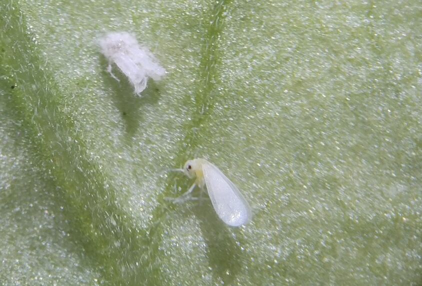 Uso de agentes fúngicos en el biocontrol