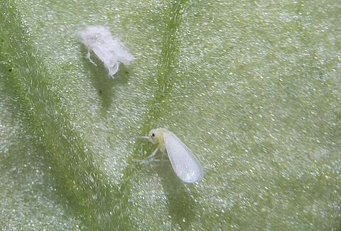 Uso de agentes fúngicos en el biocontrol