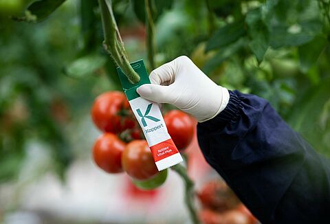 Prolonga la defensa contra la araña roja con la nueva presentación en sobre de Spidex Vital