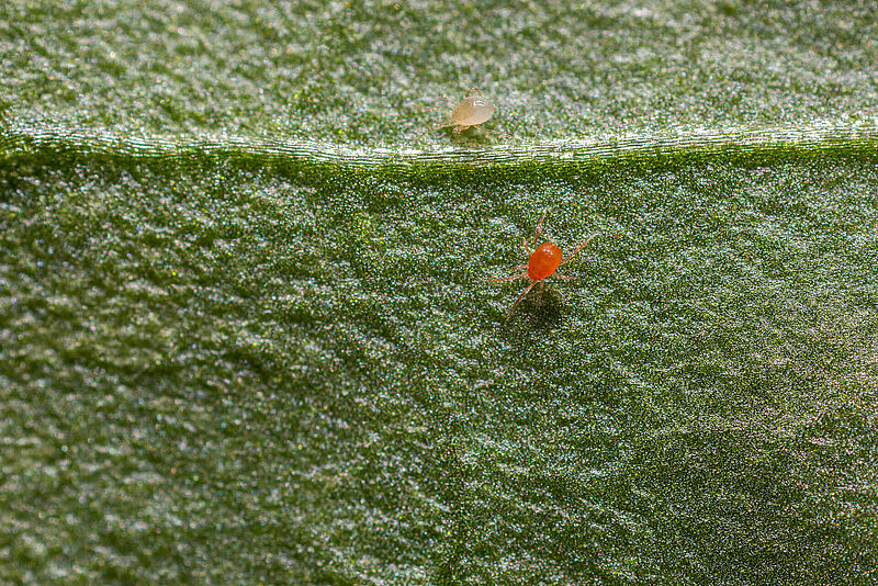 Coloración de Phytoseiulus persimilis