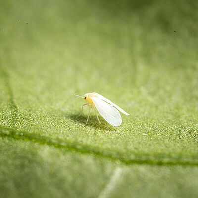 Foto: Adulto de Trialeurodes vaporariorum.