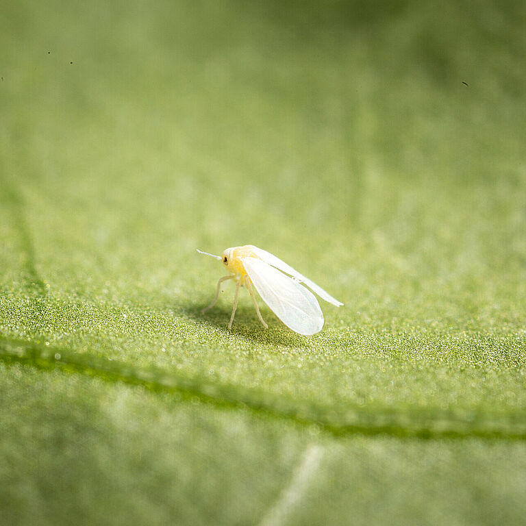 Foto: Adulto de Trialeurodes vaporariorum.