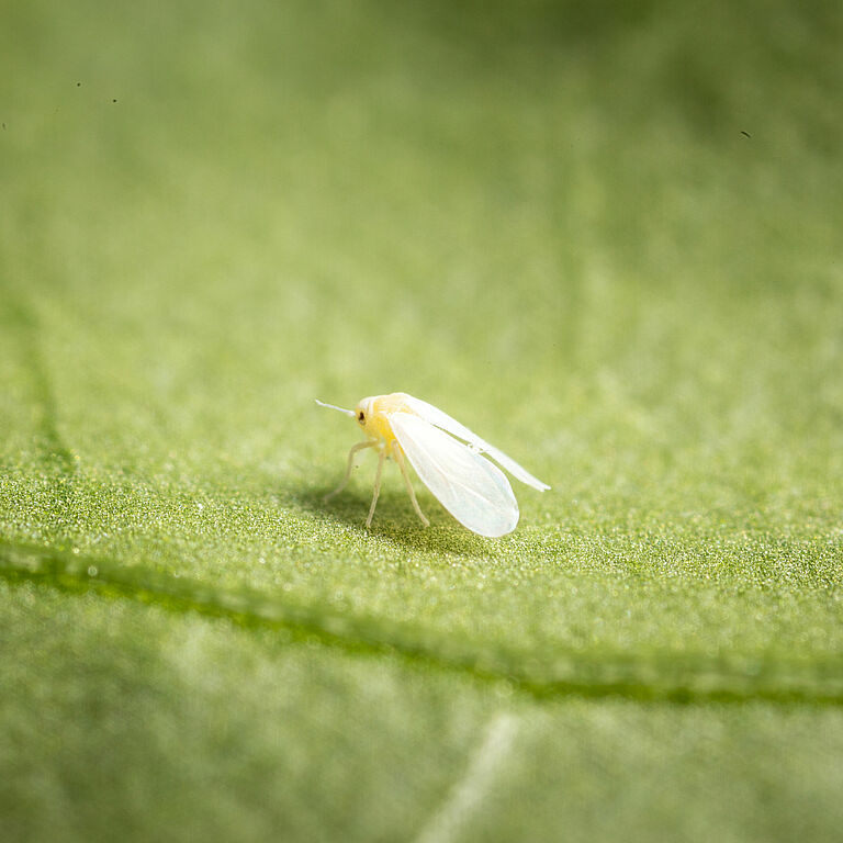Foto: Adulto de Trialeurodes vaporariorum.