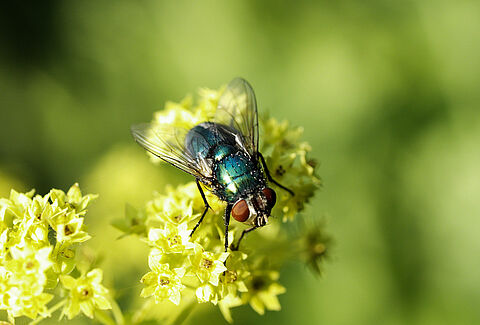 Lista de recomendaciones Natupol Fly