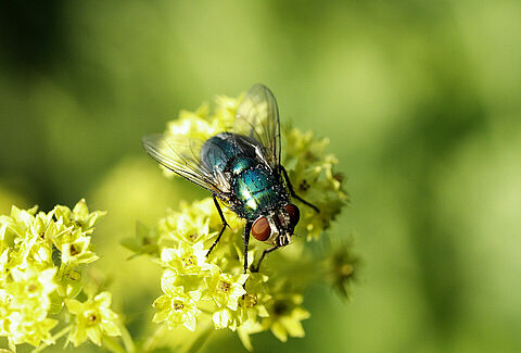 Lista de recomendaciones Natupol Fly