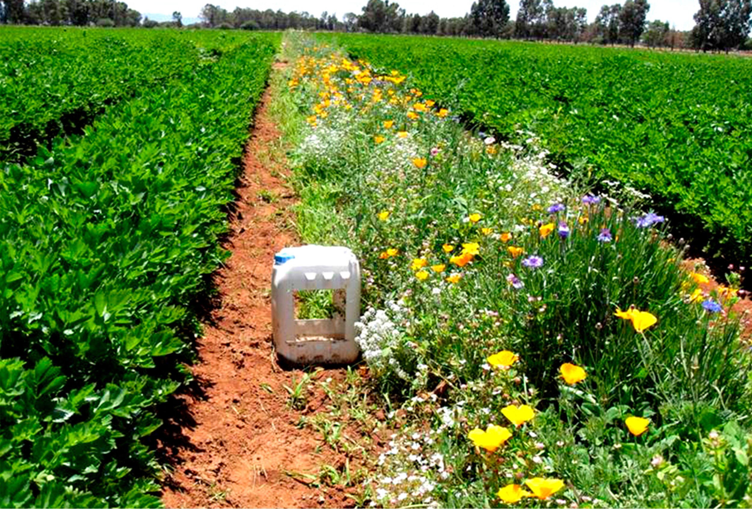 La gestión de la biodiversidad vegetal para el manejo de plagas en los cultivos