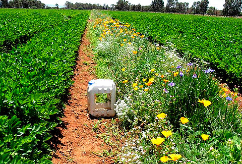 La gestión de la biodiversidad vegetal para el manejo de plagas en los cultivos