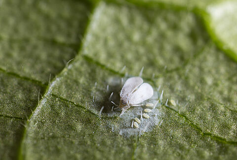 Guía paso a paso para el control de la mosca blanca