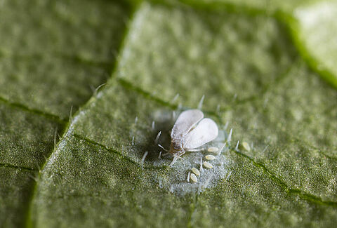 Greenhouse whitefly, Trialeurodes vaporariorum