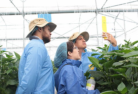 Koppert llevará a cabo su Curso Pimiento 2017