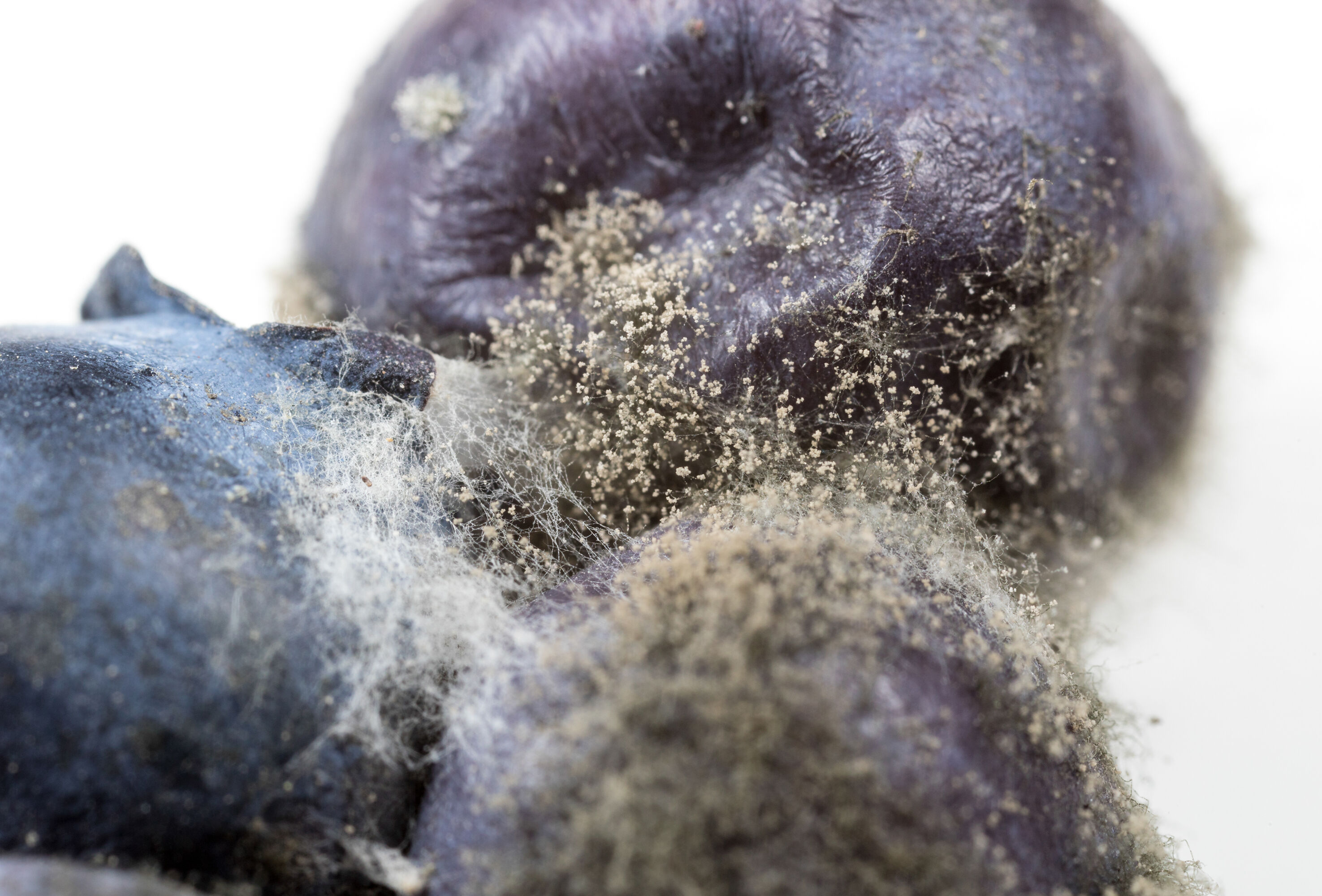 Las enfermedades en tomate son lideradas por la cenicilla y Botrytis