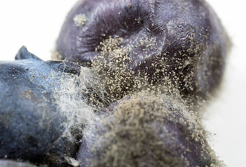 Las enfermedades en tomate son lideradas por la cenicilla y Botrytis