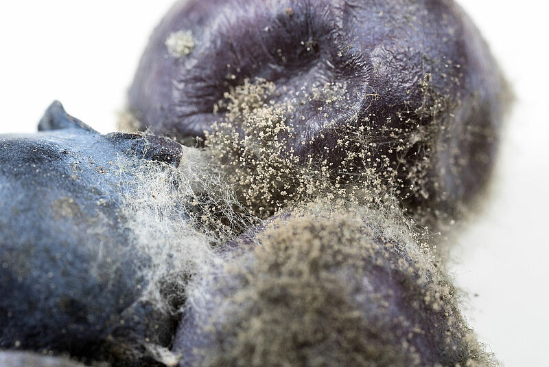 Botrytis-spp.jpg
