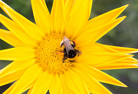 Cómo proteger a los abejorros del calor