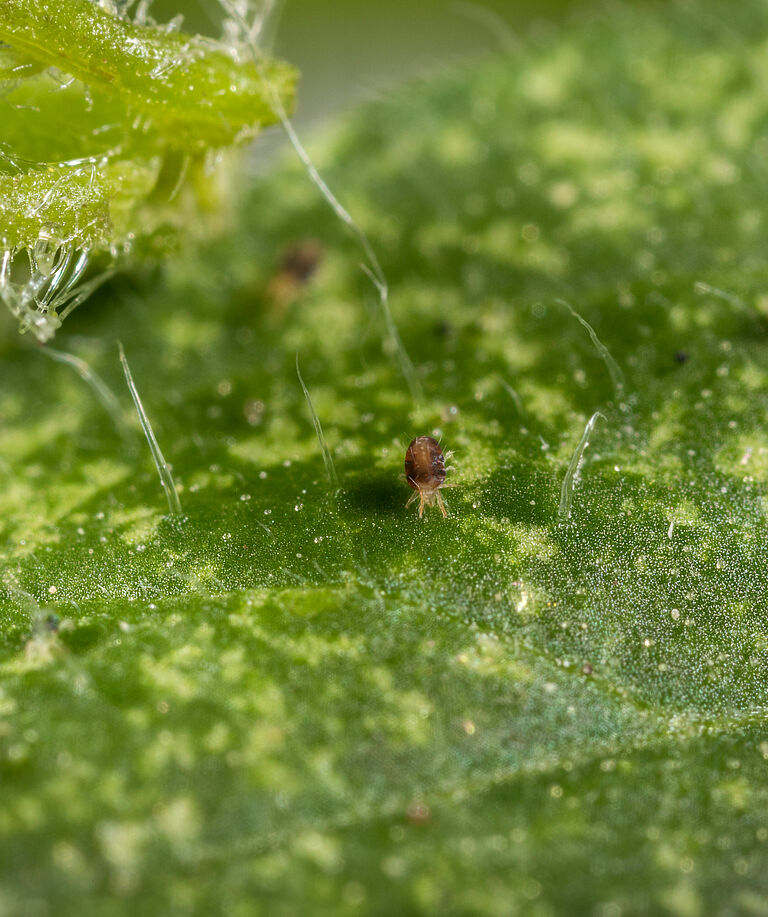 Two-spotted spider mite Tetranychus utricae