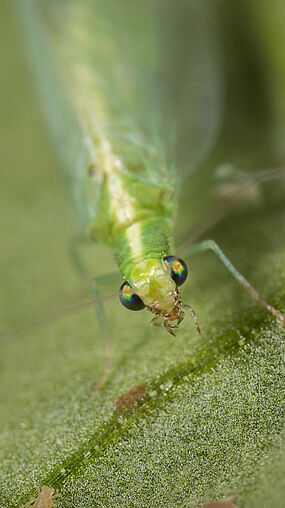 Chrysoperla lucasina