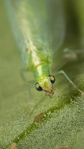 Chrysoperla lucasina