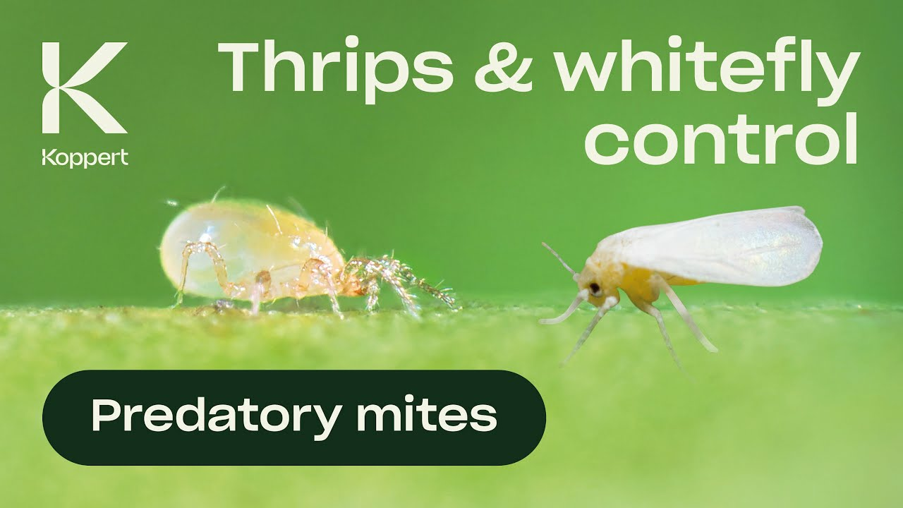 Biological control of thrips - Amblydromalus limonicus Biological control of thrips explained by using the predatory mite Amblydromalus limonicus