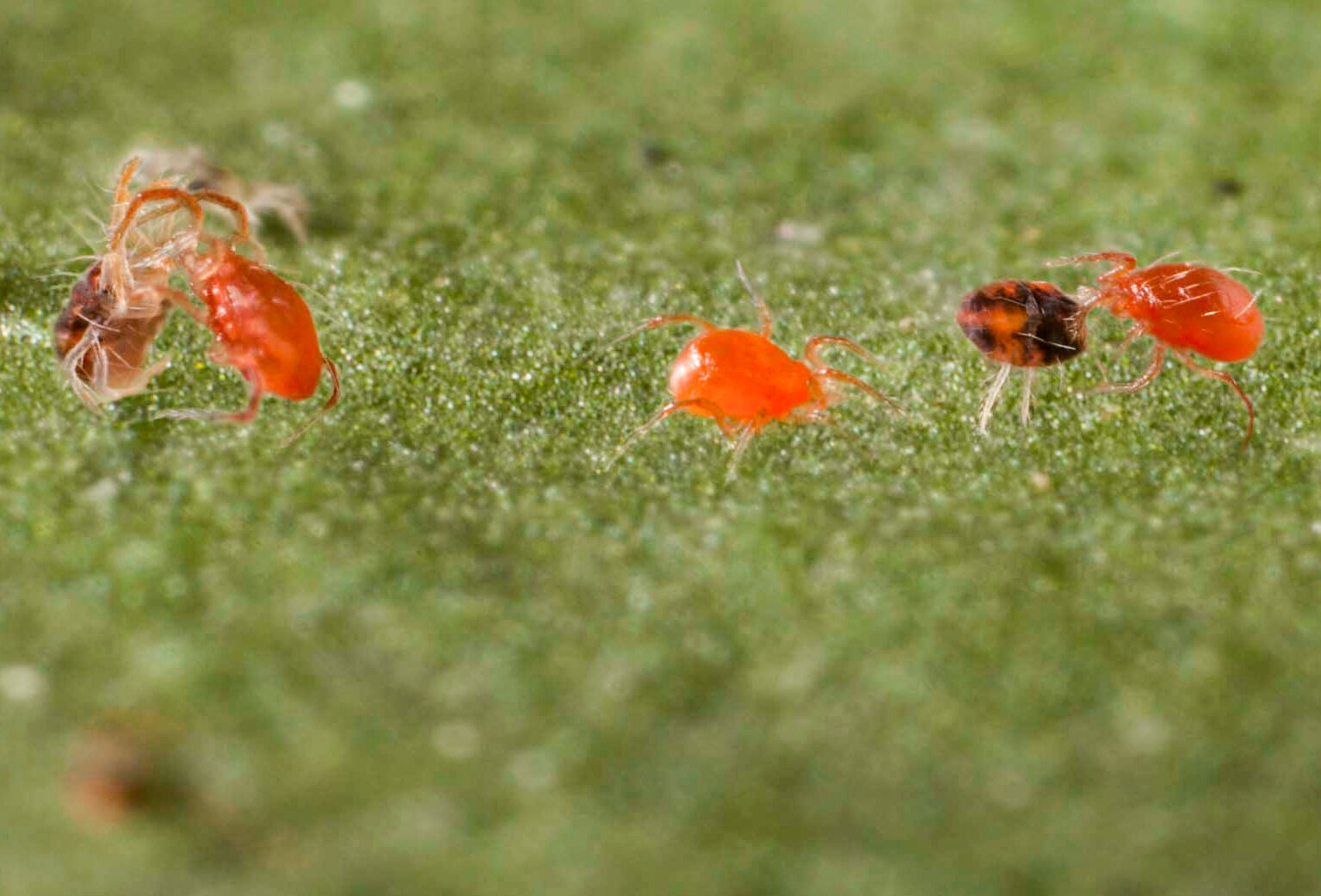 La plaga se fue, pero ¿qué pasa con los benéficos?