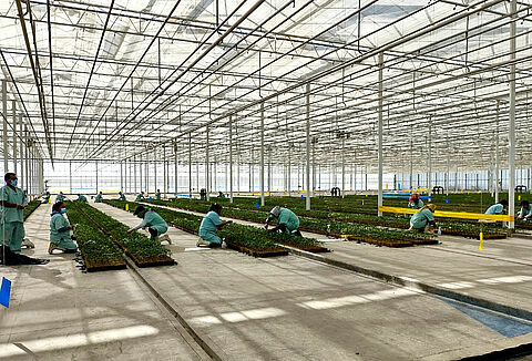 ¿Cómo prevenir los virus más importantes en tomate?