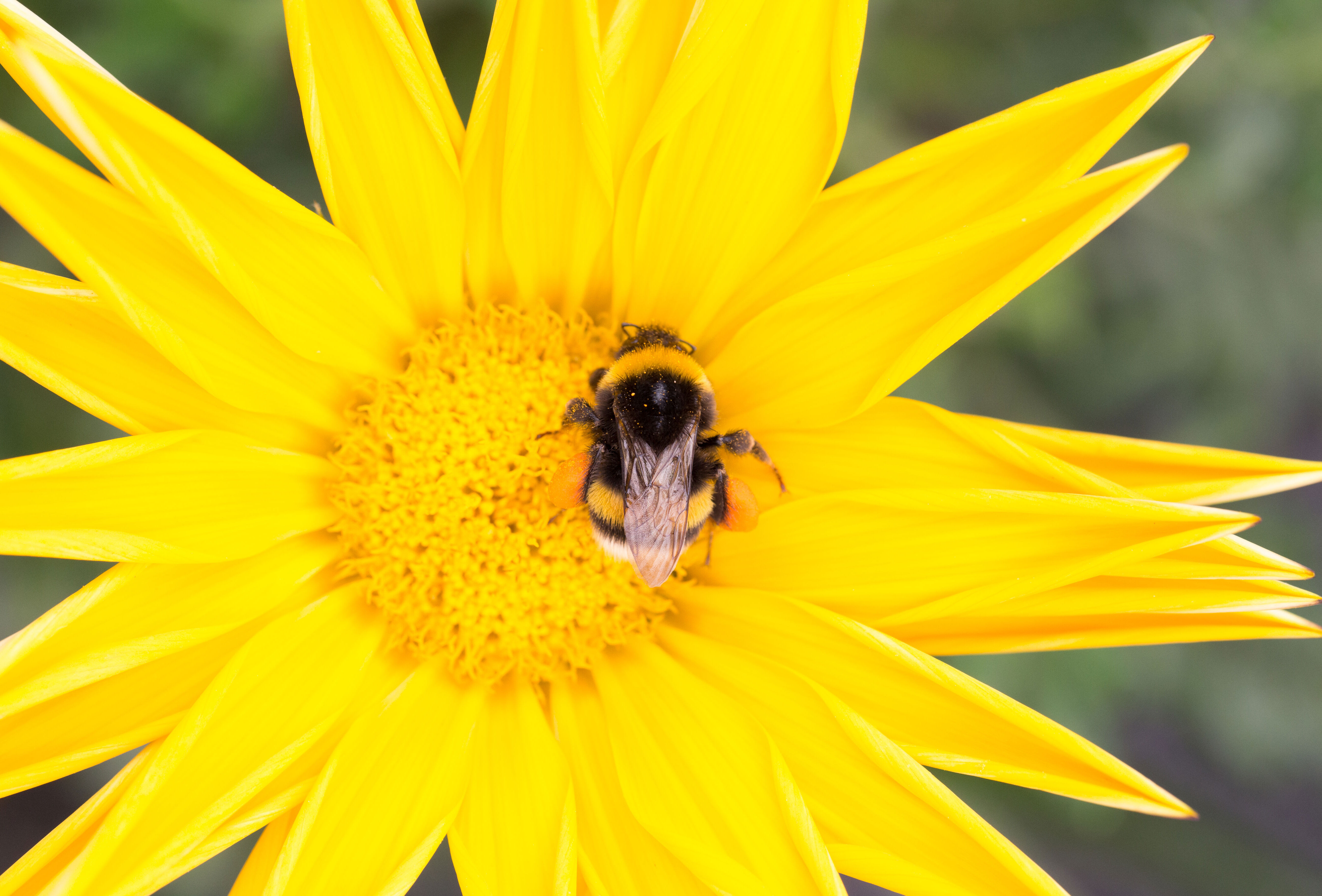 ¡Fondos de pantalla dignos de un #Partnerwithnature!