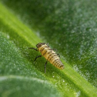 Coleomegilla maculata larva estadio 1