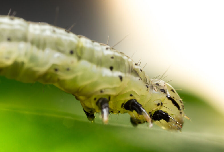 ¡Encuentra al gusano!