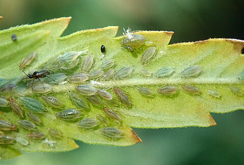 Cannabis aphid