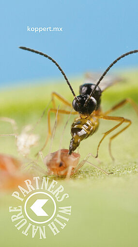 Aphidius colemani 