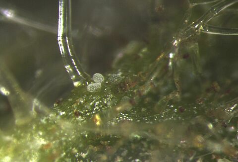 Control efectivo del ácaro blanco en limón persa