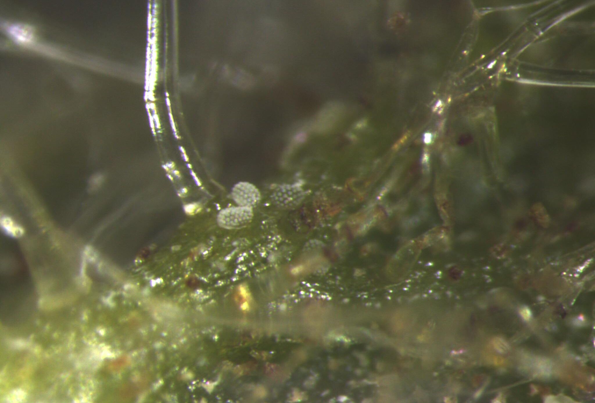 Control efectivo del ácaro blanco en limón persa