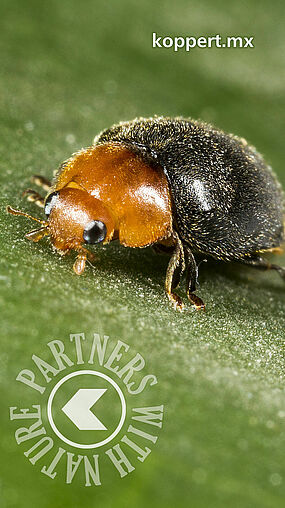 Cryptolaemus montrouzieri