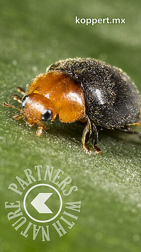 Cryptolaemus montrouzieri