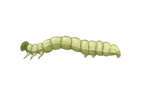 Gusanos