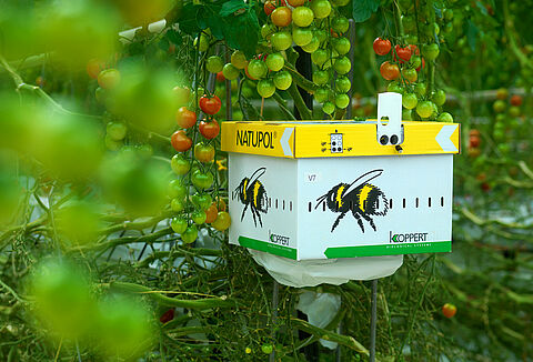 Claves para sacar el máximo de tu sistema de polinización con abejorros