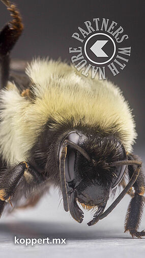 Bombus impatiens 