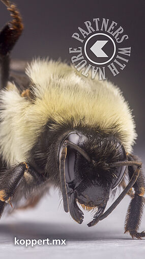 Bombus impatiens - © Koppert S.A. de C.V. Bombus impatiens