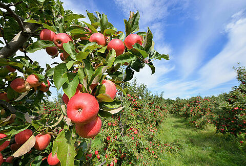 Manzana