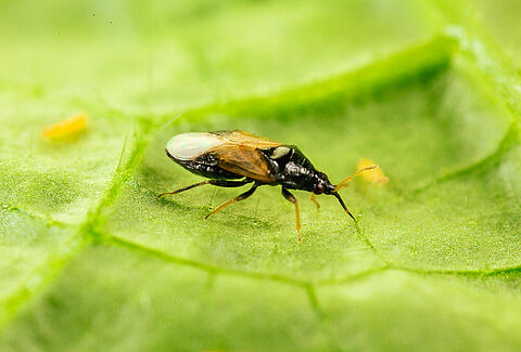 Orius insidiosus